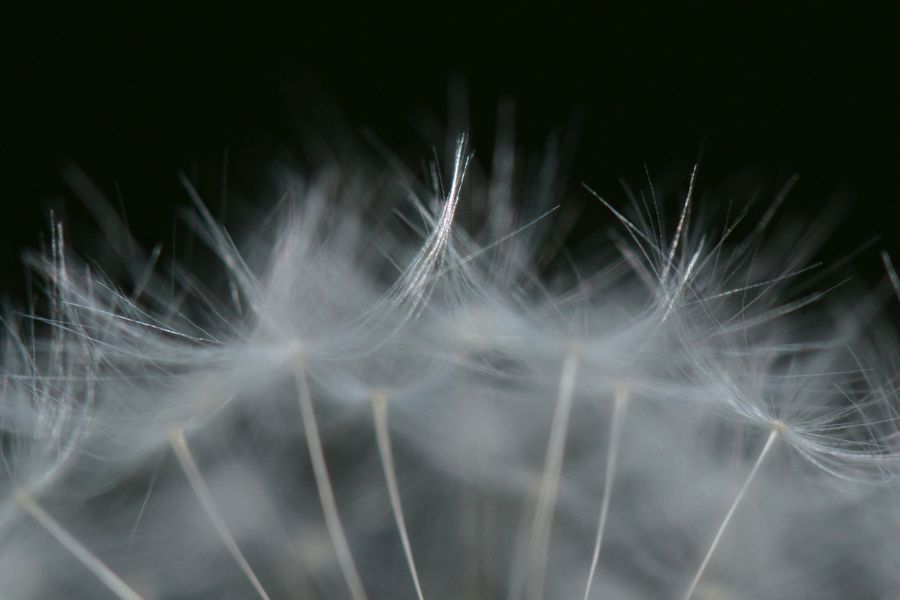 De-Luiermand-paardenbloem-verlies-miskraam